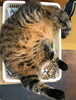 「しまこがお腹を出して昼寝していたので」