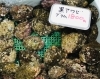 「魚魚市場鮮魚コーナーおすすめは「黒アワビ・赤アワビ・エゾアワビ」です♪」