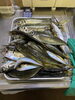 10月の釣果「今年も後わずか(o^^o)」