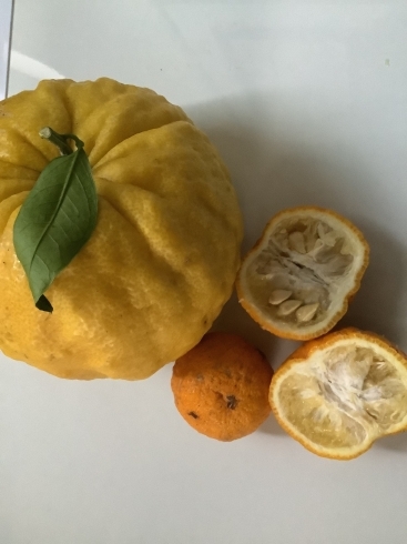 鬼柚子と普通の柚子の比較「柚子　　で　　、、、ジャム、ハチミツ煮　作ってみました^ ^    (足健ひとみのひとり言日記)          2021.12.27」