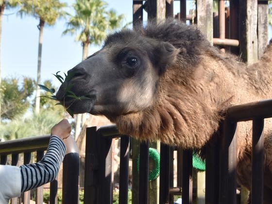 「動物サポーターズデーを開催します。」