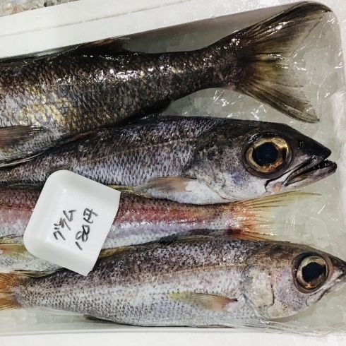 「魚魚市場鮮魚コーナーおすすめは「天然ヒラメ・天然ヒラス・クロムツ」です♪」