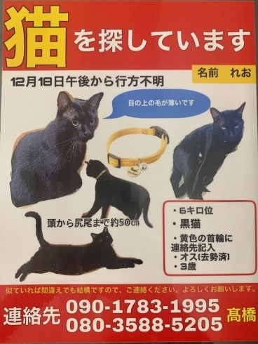 些細な事でも情報いただけると助かります！「猫ちゃんを捜しています！！」