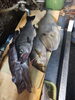 魚群「大量に仕入れてしまいました」