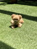 ＪｕＪｕ　こぐまカット「マシュマロ・ドッグです　(^-^)」