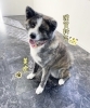 「新年　
明けまして
おめでとうございます」