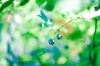 photo noriko sejiri「* 破れた殻から、ギフトが入ってくる!」