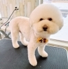 Dogsalonsent トリミングのお客様 千歳ドッグサロン 千歳トリミングサロン 千歳トリミング 千歳ペットサロン 千歳ペットホテル 千歳猫トリミング プードルカット ビションカット Dog Salon Sentのニュース まいぷれ 千歳 恵庭