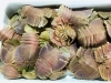 「魚魚市場鮮魚コーナーおすすめは「うちわエビ・タカアシガニ」です♪」