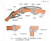 掌側板の図「掌側板の図」
