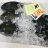 「魚魚市場鮮魚コーナーおすすめは「クロ・貝類」です♪」