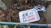「松葉かに半値になりました」