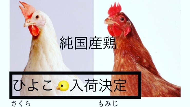 「純国産鶏の雛入荷します【富士市で新鮮たまごをお探しなら悠々ファーム】」