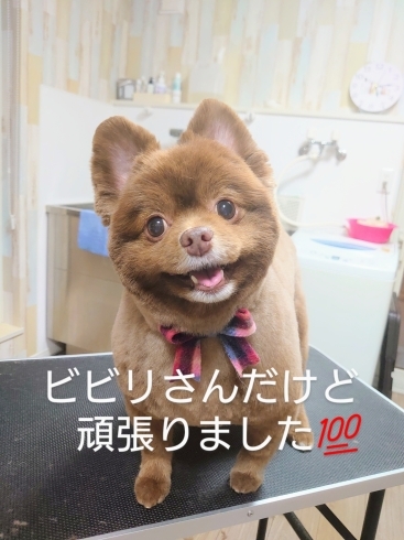 Dogsalonsent ご新規のお客様 千歳ドッグサロン 千歳トリミングサロン 千歳トリミング 千歳ペットサロン 千歳ペットホテル ご新規様 ポメラニアン チョコポメ ポメカット 怖がりさん Dog Salon Sentのニュース まいぷれ 千歳 恵庭