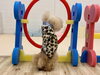 まるくん　超個性的なジャンプ　笑笑「ましゅまろ幼稚園🐾」