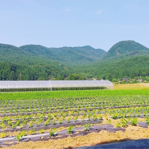 「糸魚川の豊かな大自然の中、愛情も手間も惜しまず農業を営む『清耕園ファーム』✨」