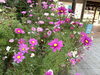 「まいぷれ編集部発！咲き続ける秋桜の花 in 手づくり交流市場 町家」