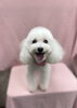 カメラ目線ばっちりなそらちゃん✩「今日のわんちゃん☆（西京区トリミングサロン・ペットホテル・訓練）」