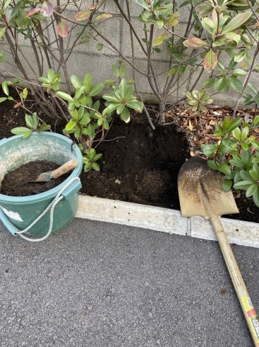 寒肥作業「寒肥で丈夫な庭木。横浜市磯子区、金沢区、植木、造園のご相談は庭一。」