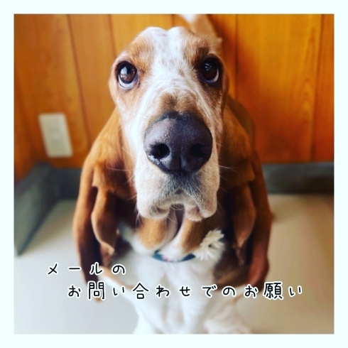「メールでのお願い★新潟市犬の保育園♪犬のトリミングHappyTail」