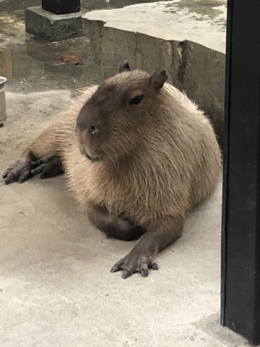 「カピバラさんに会いに！」