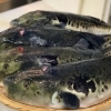 こんばんは  IKOI Japanese Cuisineです✨淡路島3年トラフグのコース料理始まってます！毎年人気の三年とらふぐぜひご賞味ください✨