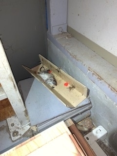 ネズミ捕りの粘着シートで捕獲されたネズミ「ネズミの捕獲」