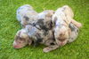 「ミニチュアダックス子犬情報」