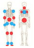 赤が安定性　青が可動性「各関節の特技？【日本橋・三越前駅徒歩2分/パーソナルジム/完全予約制/小伝馬町／人形町】」