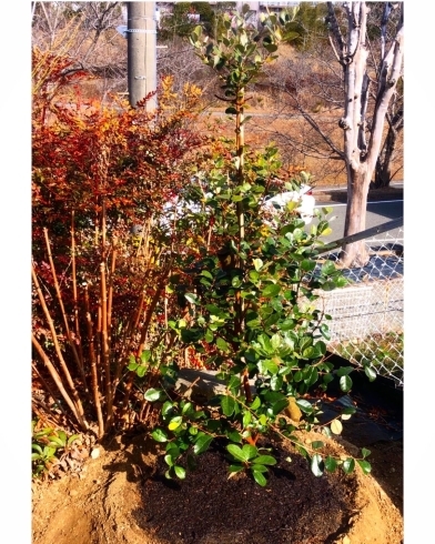「清和台でお庭に植樹をしました！」