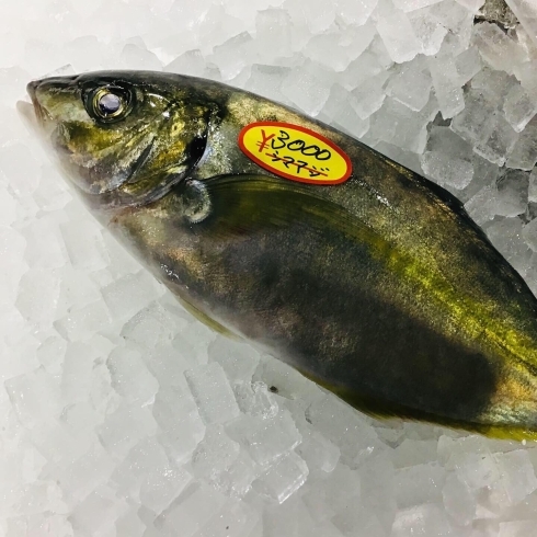 「魚魚市場鮮魚コーナーおすすめ商品は「シマアジ・クロ」です♪」