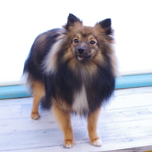 「豊平区月寒東 犬の床屋さんちゃいるどっく トリミングショップ 札幌ドーム近郊」