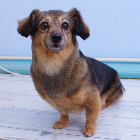 「豊平区月寒東 犬の床屋さんちゃいるどっく トリミングショップ 札幌ドーム近郊」