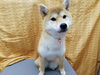 たくさん抜けた「☆ムズムズ☆【南区上鳥羽　吉祥院　トリミング　ペットサロン　どっぐさろんあきゅ】」