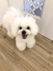 ペチくんSmile (^o^)「ましゅまろ幼稚園　^o^」