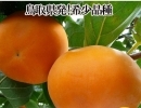 輝太郎柿（きたろう）受付好評です！鳥取県南部町ふるさと納税