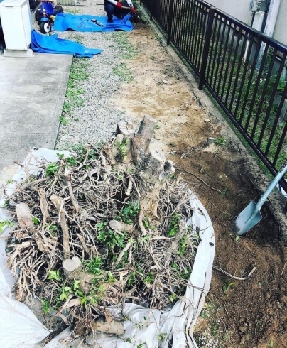 「三田市で植木の抜根作業をしました！」