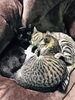「家猫‍⬛」