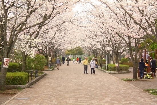 陵南公園 南浅川の桜並木 桜 お花見特集 八王子エリアコンテンツ まいぷれ 八王子市