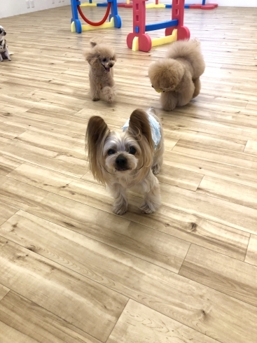 何？おやつ？ラッキーくん(笑)「ましゅまろ幼稚園（╹◡╹）Ⅰ」