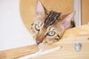 「猫スタッフと癒しの時間をお過ごしください♪【宮崎・神宮・猫カフェ・ベンガル】」