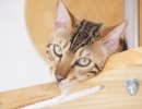 猫スタッフと癒しの時間をお過ごしください♪【宮崎・神宮・猫カフェ・ベンガル】