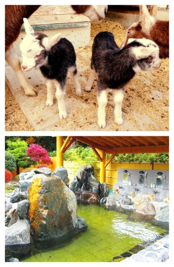 いろいろな施設がい~っぱい!「那須 千本松牧場 観光事業本部」