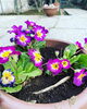 「境内に鉢植えを置きました。」