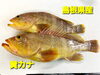 「○本日のお刺身○【島根県産】黄カナ、大アジ」
