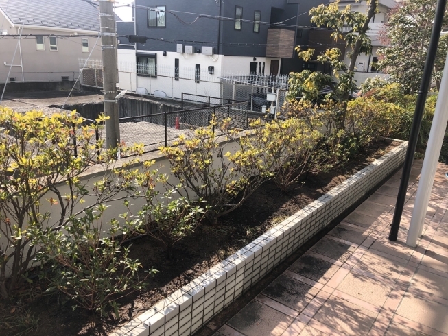 ヒラドツツジの植え付け「神戸市灘区で木の植え付けをしました！」