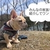 フレンチブルドッグ・ぼんじりのぼんちゃん