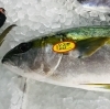 「魚魚市場鮮魚コーナーおすすめは「天然ぶり・ボイル伊勢えび」です♪」