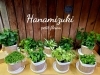 「＊小さな観葉植物＊」