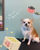 「Dog salon mofu mofu 余市町」